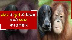बंदर और कुत्ते का वीडियो: बंदर और कुत्ते के बीच हुआ प्यार का इजहार, बाहों में लेकर बंदर ने जताया प्यार। देखें