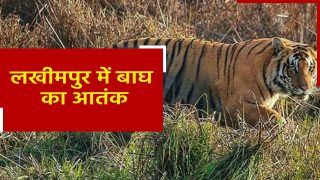 लखीमपुर खीरी में बाघ का आतंक, अब तक 4 लोगों की मौत। वीडियो देख हो जाएंगे हैरान