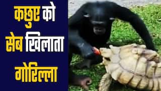 Viral Video: कछुए को सेब खिलाता दिखा गोरिल्ला, दोस्ती का क्यूट वीडियो आप भी देखें