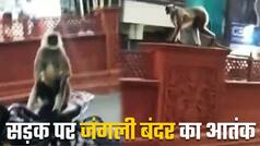सड़क पर जंगली बंदर का आतंक 12 लोगों को किया घायल। Watch Video