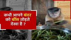 Bandar Ka Video: बंदर ने सिखाया सब्जी काटने का अनोखा तरीका, वीडियो देखकर आप भी करें कॉपी