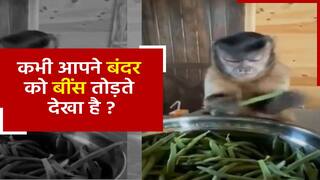 Bandar Ka Video: बंदर ने सिखाया सब्जी काटने का अनोखा तरीका, वीडियो देखकर आप भी करें कॉपी