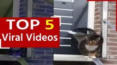 Billi Ka Video: Knock Knock कौन है? बिल्ली है, खोलो दरवाजा, देखें फनी वीडियो