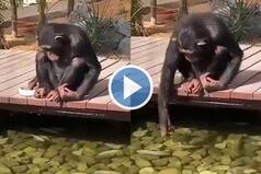 Viral Video: Chimpanzee Feeds Fishes at a Park, Netizens Say OMG So Cute. Watch