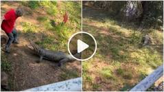 Viral Video: Crocodile Tries to Attack Man, Gets a Frying Pan on Head. Watch