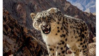 Snow Leopard Roars At Photographer's DSLR, Stunning Pic Mesmerises The Internet | Viral Image