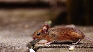 Scientists Identify New Coronavirus Commonly Found In Rodents