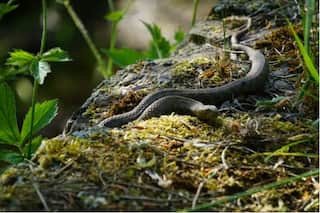 Shetphal Village: Land of Snakes in Maharashtra That Has Humans And Cobras Under One Roof