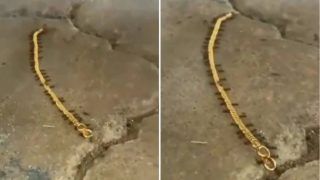 Viral Video: Ants Run Away With a Gold Chain, Netizens Call It 'Fascinating Team Work' | Watch