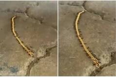 Viral Video: Ants Run Away With a Gold Chain, Netizens Call It 'Fascinating Team Work' | Watch