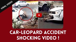 Shocking Viral Video: A Leopard Was Hit By A Car On Busy Highway, People Go Angry On Internet