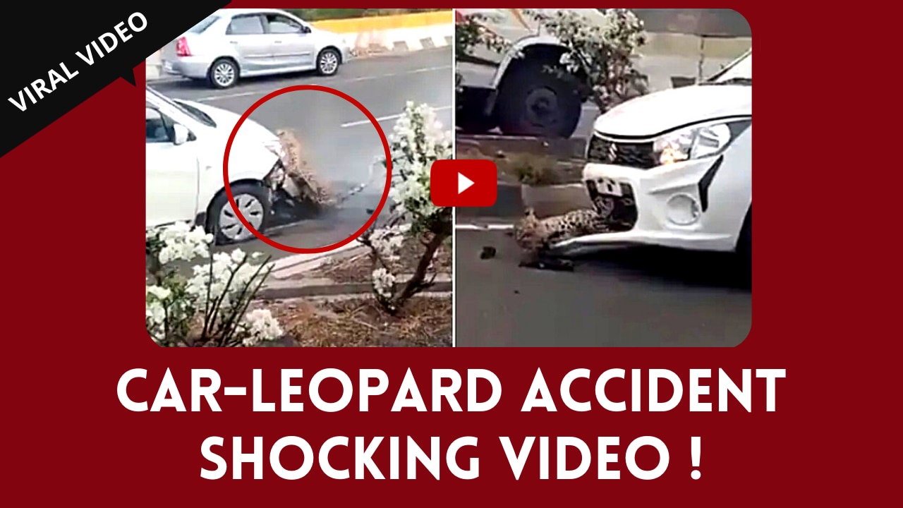 Shocking Viral Video: A Leopard Was Hit By A Car On Busy Highway, People Go Angry On Internet