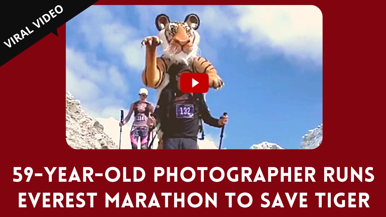 Funny Viral Video: UK Photographer Runs Everest Marathon in Tiger Suit to Save Bengal Tiger