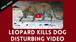 Scary Viral Video: Leopard Attacks Pet Dog in Nasik Village, Villagers to Stay Indoors