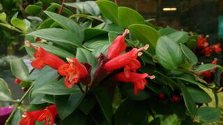 Rare 'Lipstick' Plant Rediscovered in Arunachal Pradesh's Anjaw After 100 Years