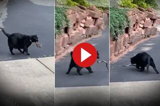 Snake Ka Video: सांप देखते ही नेवले की तरह झपट पड़ी बिल्ली, पांच सेकंड में कर दिया काम तमाम | हैरान कर देगा ये वीडियो