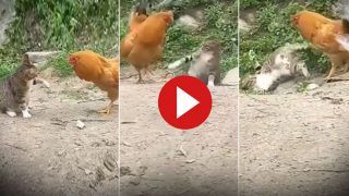 Murgi Aur Billi Ki Ladai: बिल्ली ने पंजा मारा तो गुस्से से लाल पड़ गई मुर्गी, किया ऐसा हाल दोबारा उठ नहीं पाई - देखिए ये Video