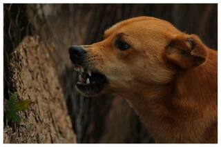 Man Booked For Sodomizing Dog In Tamil Nadu   s Salem, Animal In Critical Condition