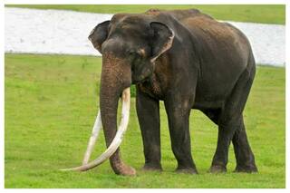 Bhogeshwar, India   s Elephant With Longest Tusks, Dies Of Old Age At Bandipur National Park