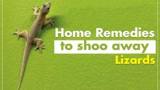 Troubled By Lizards? Try These Home Remedies And Shoo Away The Reptiles
