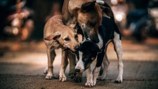 Lucknow: Dog Owners May Have To Pay Double Licence Fee; Keep Not More Than Two Dogs In One Home