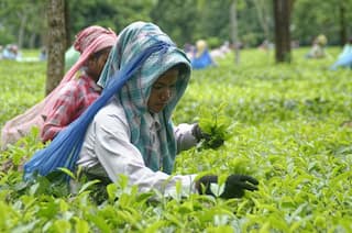 Here's Why Global Buyers Are Refusing To Deal With Indian Tea
