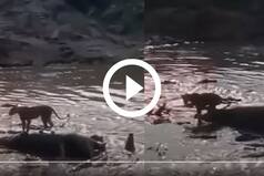 Viral Video: Lion Left Standing on Dead Hippo With 40 Crocodiles in Water. Watch What Happens Next