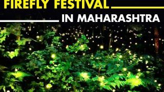 Firefly Festival 2022: Here is Everything You Need to Know About Nature's Own Fairy Lights Event in Maharashtra