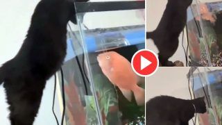 Billi Ka Video: कुछ ना मिला तो घर की मछली का शिकार करने लगी बिल्ली, मगर जो हुआ आंखें फटी रह गईं | देखिए