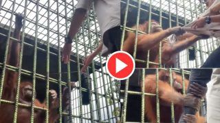 Chimpanzee Ka Video: पिंजरे से हाथ बढ़ाकर शख्स को खींच लाया चिंपांजी, किया ऐसा हाल कभी चिड़ियाघर नहीं जाएगा- देखें वीडियो