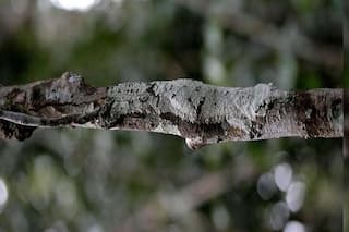 Viral Optical Illusion: Can You Find The Lizard Sitting On This Branch in 60 Seconds?