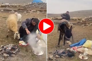 Bhed Ka Video: शख्स का खाना लेकर भाग गई भेड़, पकड़ने गया तो बचा हुआ खाना गधा खा गया । देखें फनी वीडियो