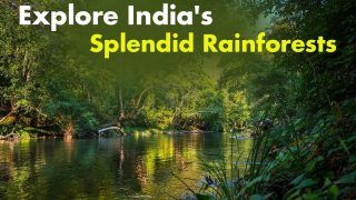 World Rainforest Day 2022: Leap Into The Wild And Explore Depth Of Indian Rainforests