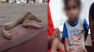 Fact Check: Did This Snake Die After Biting a 4-Year-Old Kid in Gopalganj? Here's The Truth Behind Viral Video