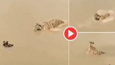 Tiger Ka Video: शिकार के लिए पानी में आ तो गया बाघ, मगर बत्तख ने जो किया आंखें फट रह गईं | देखें वीडियो