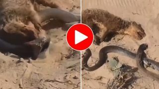 Cobra Aur Nevle Ki Ladai: डसने के लिए लपका कोबरा तो नेवले ने पकड़ ली गदर्न, फिर जो हुआ हिलाकर रख देगा- देखें वीडियो
