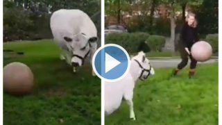 Viral Video: Fun-Loving Cow Enjoys Playing Football With Human, Internet is Delighted | Watch
