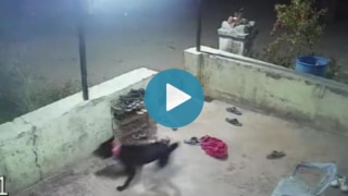 Viral Video: Leopard Enters House in Nashik Village & Kills Pet Dog, Terrifying Attack Caught On CCTV | Watch