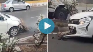 Leopard Gets Stuck on Car's Bonnet After Being Hit, Heart-Wrenching Video Infuriates The Internet | Watch