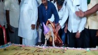 Karnataka Man Throws Grand Birthday Party For Pet Dog With 100 Kg Cake, Video Goes Viral
