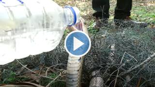 Viral Video: Man Rescues Thirsty King Cobra Trapped in Fishnet, Feeds It Water | Watch