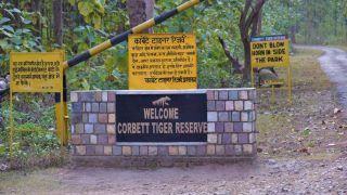 Jim Corbett Travel Alert: Night Stays Banned For Tourist During Monsoon, Here’s When It Will Reopen
