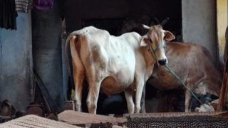 यूपी में डीएम की गाय के लिए लगाई 7 पशु चिकित्सकों की ड्यूटी, मुख्य पशु चिकित्सा अधिकारी निलंबित