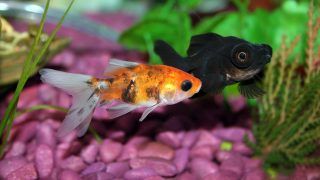 Vastu And Aquariums: Know How Fishes Can Bring Prosperity, Wealth And Happiness to Your House