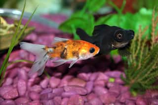 Vastu And Aquariums: Know How Fishes Can Bring Prosperity, Wealth And Happiness to Your House