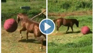 Viral Video: Happy Horse Runs Around & Plays With Giant Ball, Internet Loves It | Watch