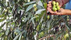 Gulab Jamun Ka Ped: गुलाब जामुन जैसा है इस पेड़ के फल का स्वाद, गुण जान जाएंगे तो अभी मंगाने लगेंगे । कीमत भी जान लीजिए