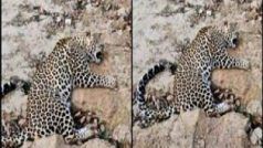 Leopard Vs Dog: आवारा कुत्तों से भिड़ने की गलती कर बैठा तेंदुआ, फिर जो हुआ यकीन ना करेंगे