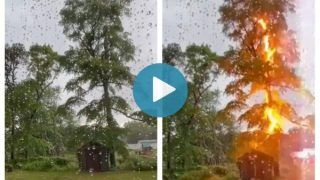 Viral Video: Massive Lightning Bolt Strikes Tree During A Storm, Leaves People Shocked | Watch