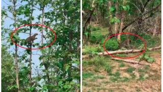 Viral Video: Hungry Leopard Hunts Baby Monkey By Jumping on Tree at Panna Tiger Reserve | Watch
